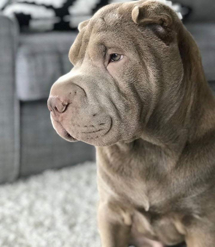 Illustration de l'article : 17 photos de chiens Shar-Pei prouvant qu'une peau plissée peut être la plus jolie des choses